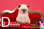 Damien ist 5 Wochen alt ( 06.12.2019 )