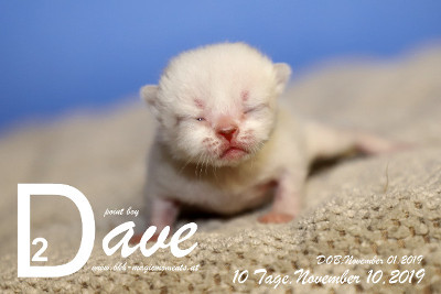 Dave ist 10 Tage alt ( 10.11.2019 )