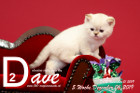 Dave ist 5 Wochen alt ( 06.12.2019 )