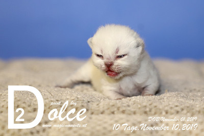 Dolce ist 10 Tage alt ( 10.11.2019 )