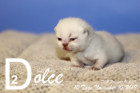 Dolce ist 10 Tage alt ( 10.11.2019 )