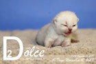 Dolce ist 10 Tage alt ( 10.11.2019 )