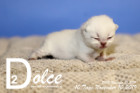 Dolce ist 10 Tage alt ( 10.11.2019 )
