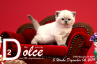 Dolce ist 5 Wochen alt ( 06.12.2019 )