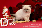 Dolce ist 5 Wochen alt ( 06.12.2019 )