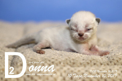 Donna ist 10 Tage alt ( 10.11.2019 )