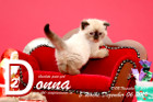 Donna ist 5 Wochen alt ( 06.12.2019 )