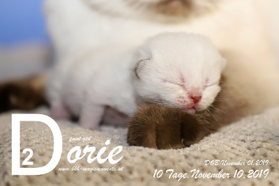 Dorie ist 10 Tage alt ( 10.11.2019 )