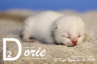 Dorie ist 10 Tage alt ( 10.11.2019 )
