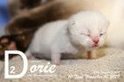 Dorie ist 10 Tage alt ( 10.11.2019 )