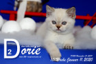Dorie ist 10 Wochen alt ( 11.01.2020 )