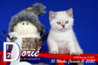 Dorie ist 10 Wochen alt ( 11.01.2020 )