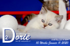 Dorie ist 10 Wochen alt ( 11.01.2020 )