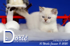 Dorie ist 10 Wochen alt ( 11.01.2020 )