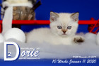 Dorie ist 10 Wochen alt ( 11.01.2020 )