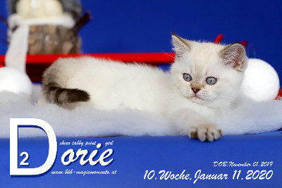 Dorie ist 10 Wochen alt ( 11.01.2020 )