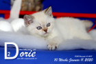 Dorie ist 10 Wochen alt ( 11.01.2020 )
