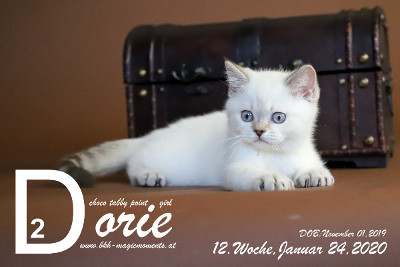 Dorie ist 12 Wochen alt ( 24.01.2020 )