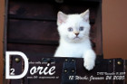 Dorie ist 12 Wochen alt ( 24.01.2020 )