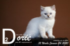 Dorie ist 12 Wochen alt ( 24.01.2020 )