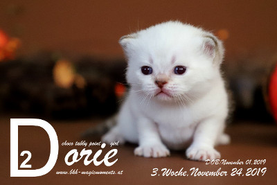 Dorie ist 3 Wochen alt ( 24.11.2019 )