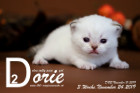 Dorie ist 3 Wochen alt ( 24.11.2019 )