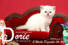 Dorie ist 5 Wochen alt ( 06.12.2019 )