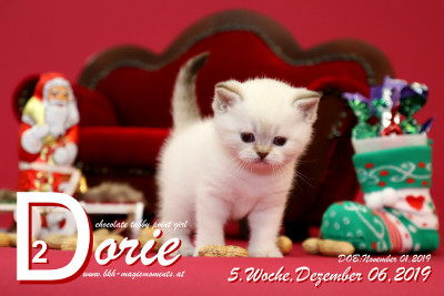 Dorie ist 5 Wochen alt ( 06.12.2019 )