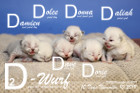 Unser D2-Wurf ist 10 Tage alt ( 10.11.2019 )