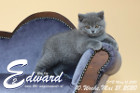 Edward ist 10 Wochen alt ( 21.05.2020 )