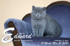 Edward ist 10 Wochen alt ( 21.05.2020 )