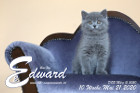 Edward ist 10 Wochen alt ( 21.05.2020 )