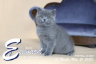 Edward ist 10 Wochen alt ( 21.05.2020 )