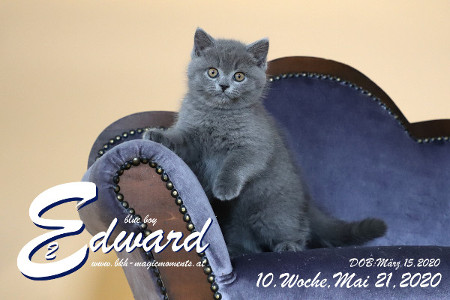 Edward ist 10 Wochen alt ( 21.05.2020 )