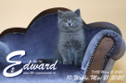 Edward ist 10 Wochen alt ( 21.05.2020 )
