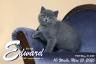 Edward ist 10 Wochen alt ( 21.05.2020 )