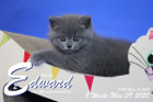 Edward ist 8 Wochen alt ( 09.05.2020 )