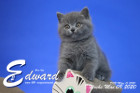 Edward ist 8 Wochen alt ( 09.05.2020 )