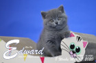 Edward ist 8 Wochen alt ( 09.05.2020 )