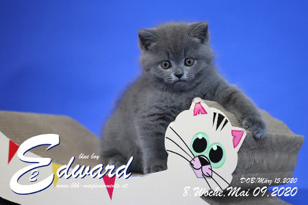 Edward ist 8 Wochen alt ( 09.05.2020 )