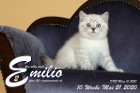 Emilio ist 10 Wochen alt ( 21.05.2020 )