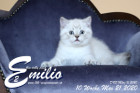 Emilio ist 10 Wochen alt ( 21.05.2020 )