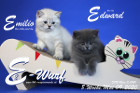 Unser E2-Wurf ist 8 Wochen alt ( 09.05.2020 )
