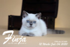 Finja ist 12 Wochen alt ( 04.07.2020 )