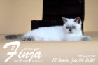 Finja ist 12 Wochen alt ( 04.07.2020 )