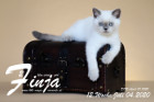 Finja ist 12 Wochen alt ( 04.07.2020 )