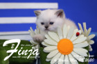 Finja ist 4 Wochen alt ( 09.05.2020 )