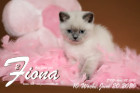 Fiona ist 10 Wochen alt ( 20.06.2020 )