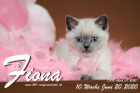 Fiona ist 10 Wochen alt ( 20.06.2020 )