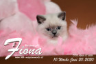 Fiona ist 10 Wochen alt ( 20.06.2020 )